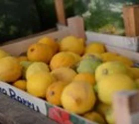 Снемува лимони и портокали, ако потрае блокадата на камионџиите од понеделник ќе нема ни паштети и туна