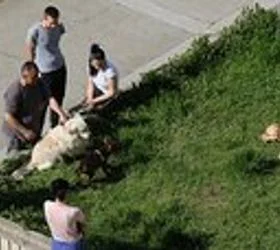 АГЕНЦИЈАТА ЗА ХРАНА ПОБАРА ОПШТИНИТЕ ДА ПРЕДЛОЖАТ ЛОКАЦИИ ЗА ГРОБИШТА ЗА МИЛЕНИЦИ