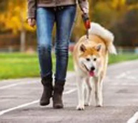 АХВ потсетува дека микрочипирањето на домашните кучиња е законска обврска за сопствениците